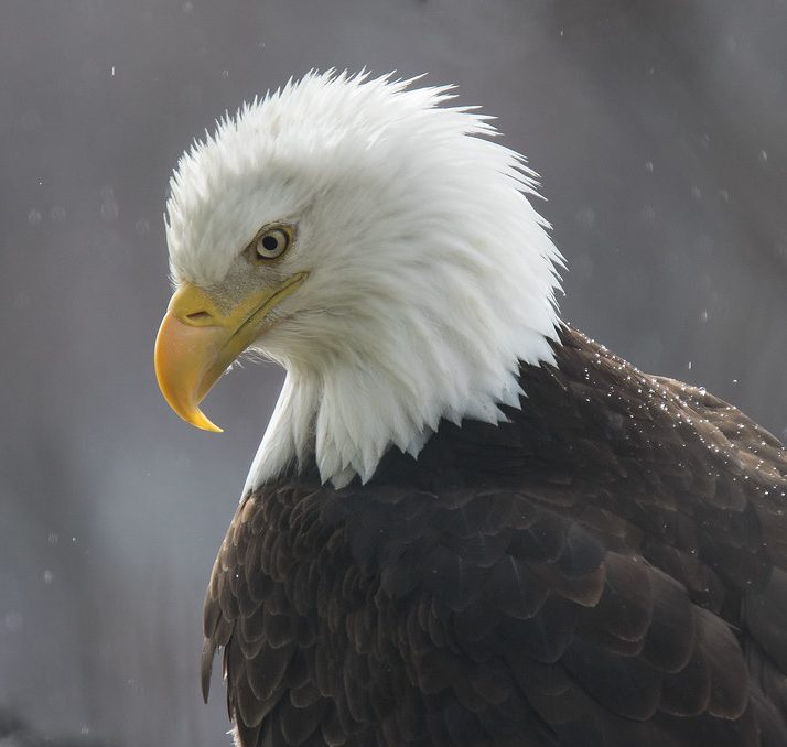 Bald Eagles!